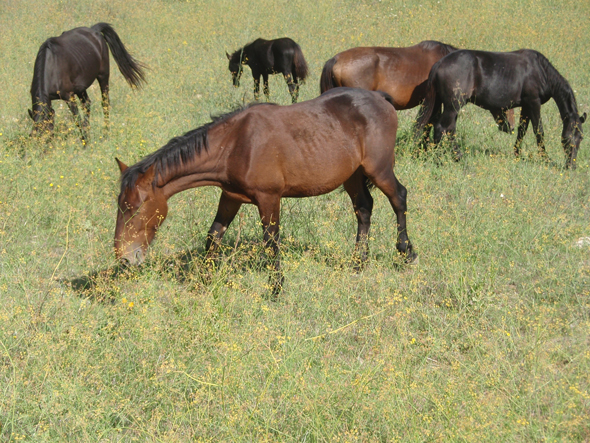 cavalli tolfetani